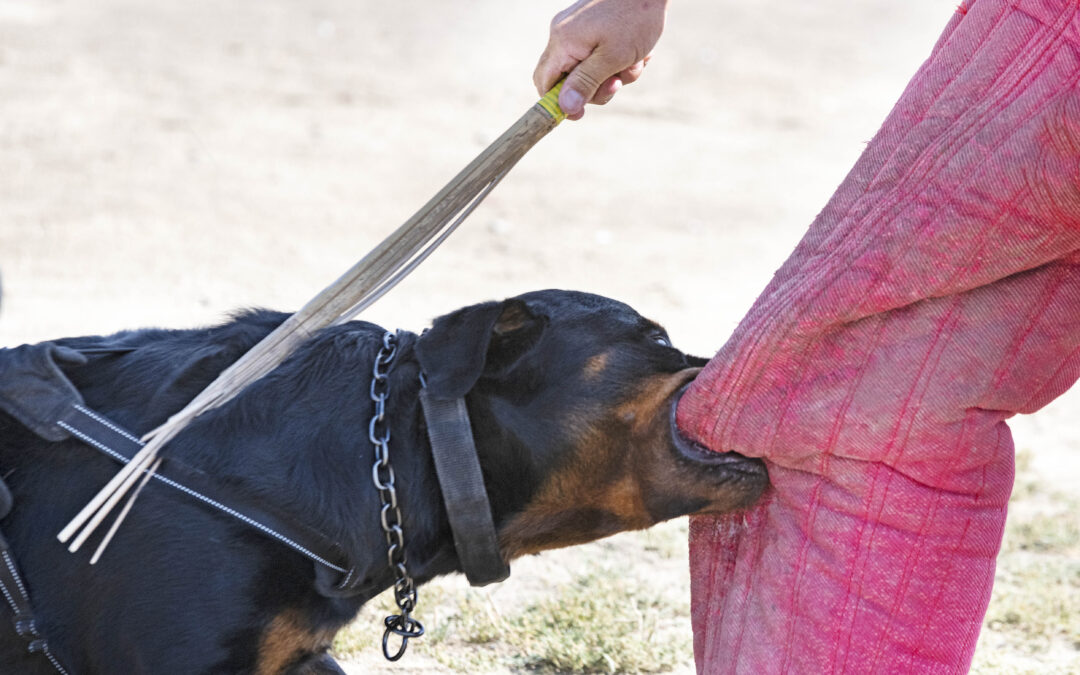 Cómo Presentar un Reclamo por Lesiones Causadas por Mordedura de Perro en Texas